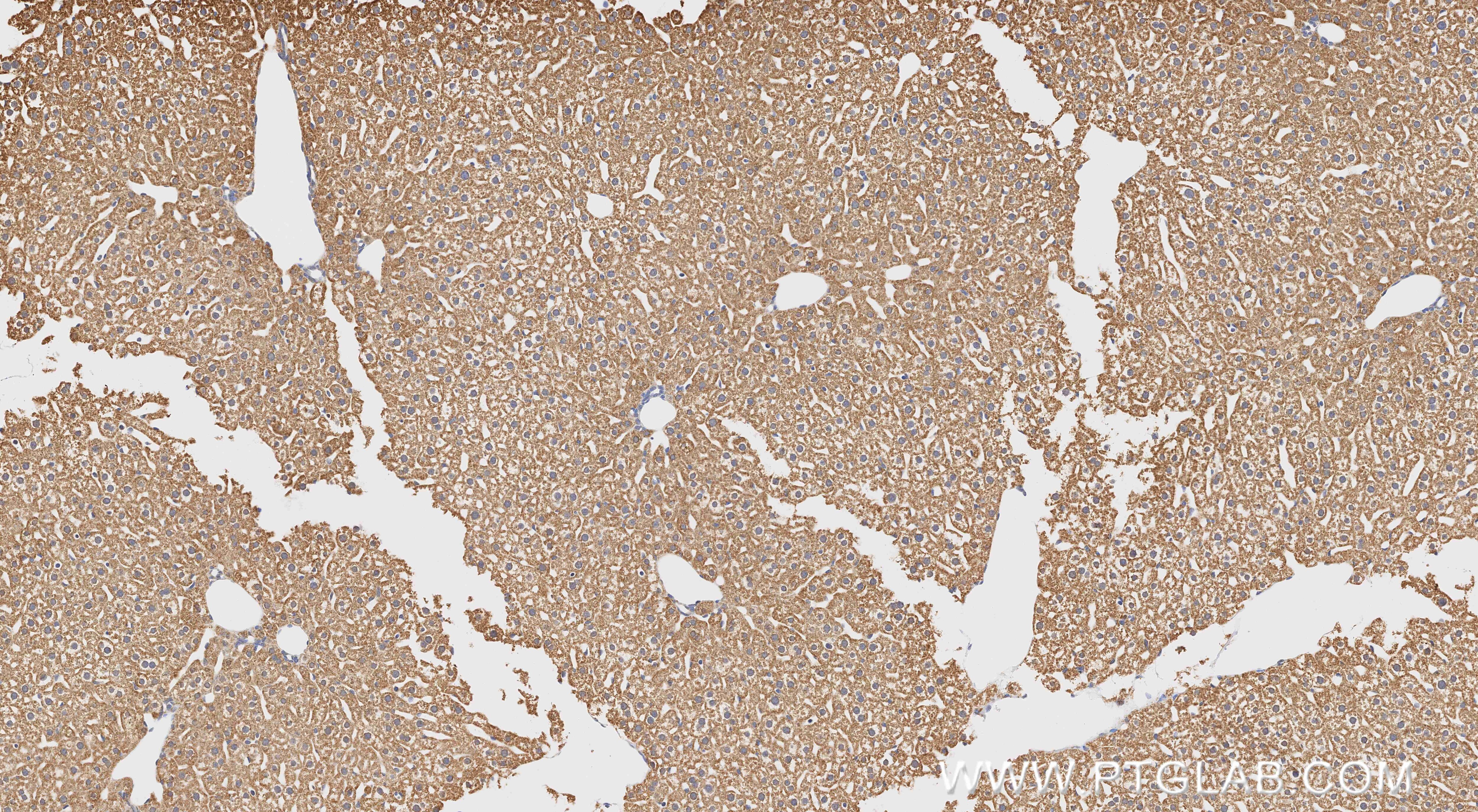 Immunohistochemical analysis of paraffin-embedded mouse liver tissue slide using 86695-1-RR (MAOB antibody) at dilution of 1:1000 (under 10x lens). Heat mediated antigen retrieval with Tris-EDTA buffer (pH 9.0). Immunohistochemistry (IHC) staining of mouse liver tissue using MAOB Recombinant monoclonal antibody (86695-1-RR)