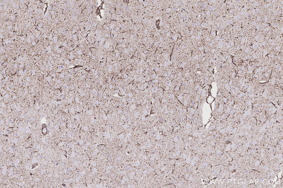 Immunohistochemistry (IHC) staining of rat brain tissue using MAOB Recombinant monoclonal antibody (86695-1-RR)