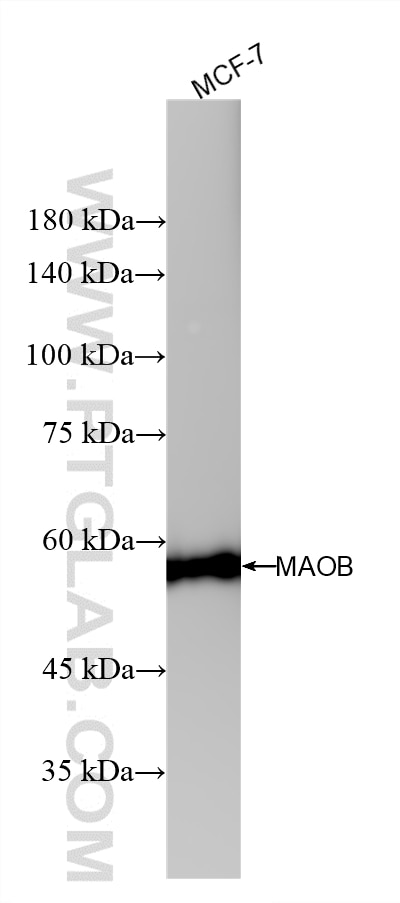 MCF-7 cells were subjected to SDS PAGE followed by western blot with 86695-1-RR (MAOB antibody) at dilution of 1:10000 incubated at room temperature for 1.5 hours. Western Blot (WB) analysis of MCF-7 cells using MAOB Recombinant monoclonal antibody (86695-1-RR)