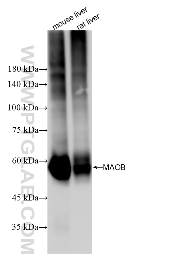 Various lysates were subjected to SDS PAGE followed by western blot with 86695-1-RR (MAOB antibody) at dilution of 1:10000 incubated at room temperature for 1.5 hours. Western Blot (WB) analysis of various lysates using MAOB Recombinant monoclonal antibody (86695-1-RR)