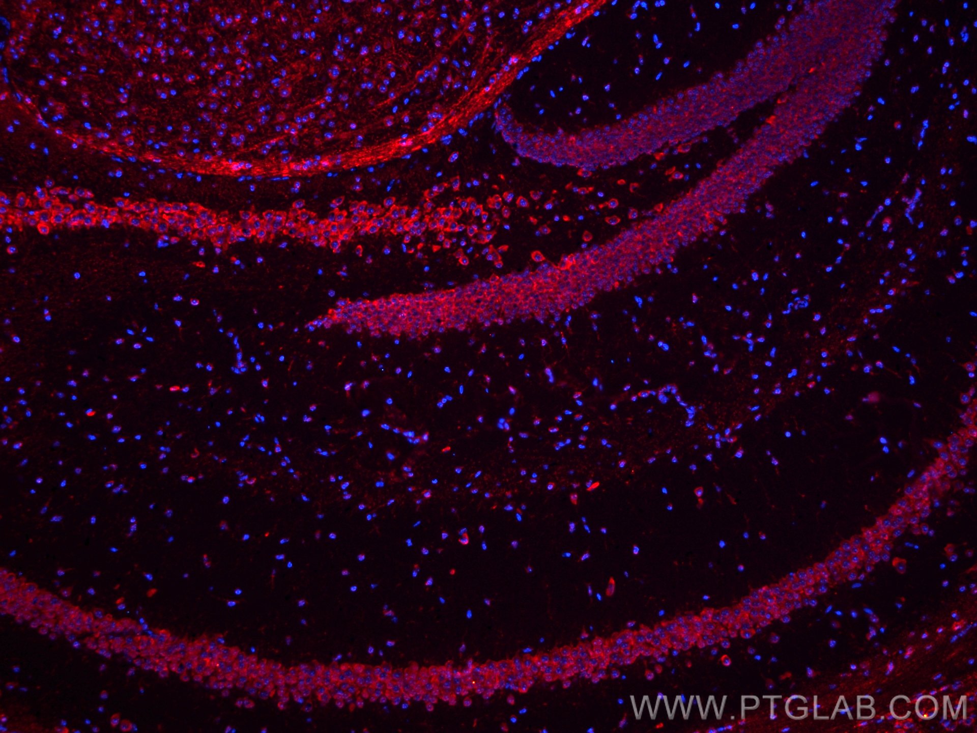 Immunofluorescence (IF) / fluorescent staining of mouse brain tissue using CoraLite®594-conjugated MAOB Monoclonal antibody (CL594-66107)