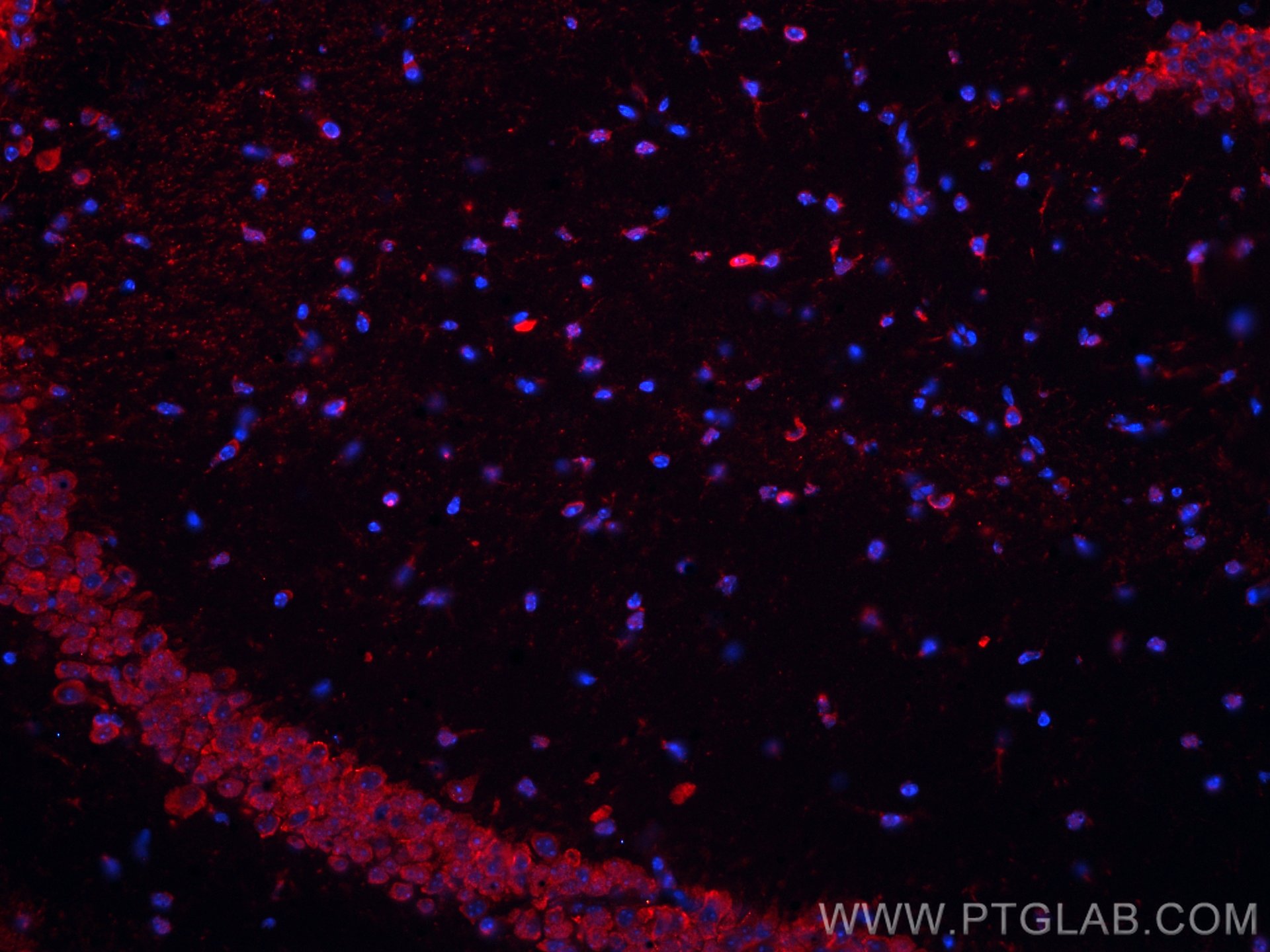 Immunofluorescence (IF) / fluorescent staining of mouse brain tissue using CoraLite®594-conjugated MAOB Monoclonal antibody (CL594-66107)