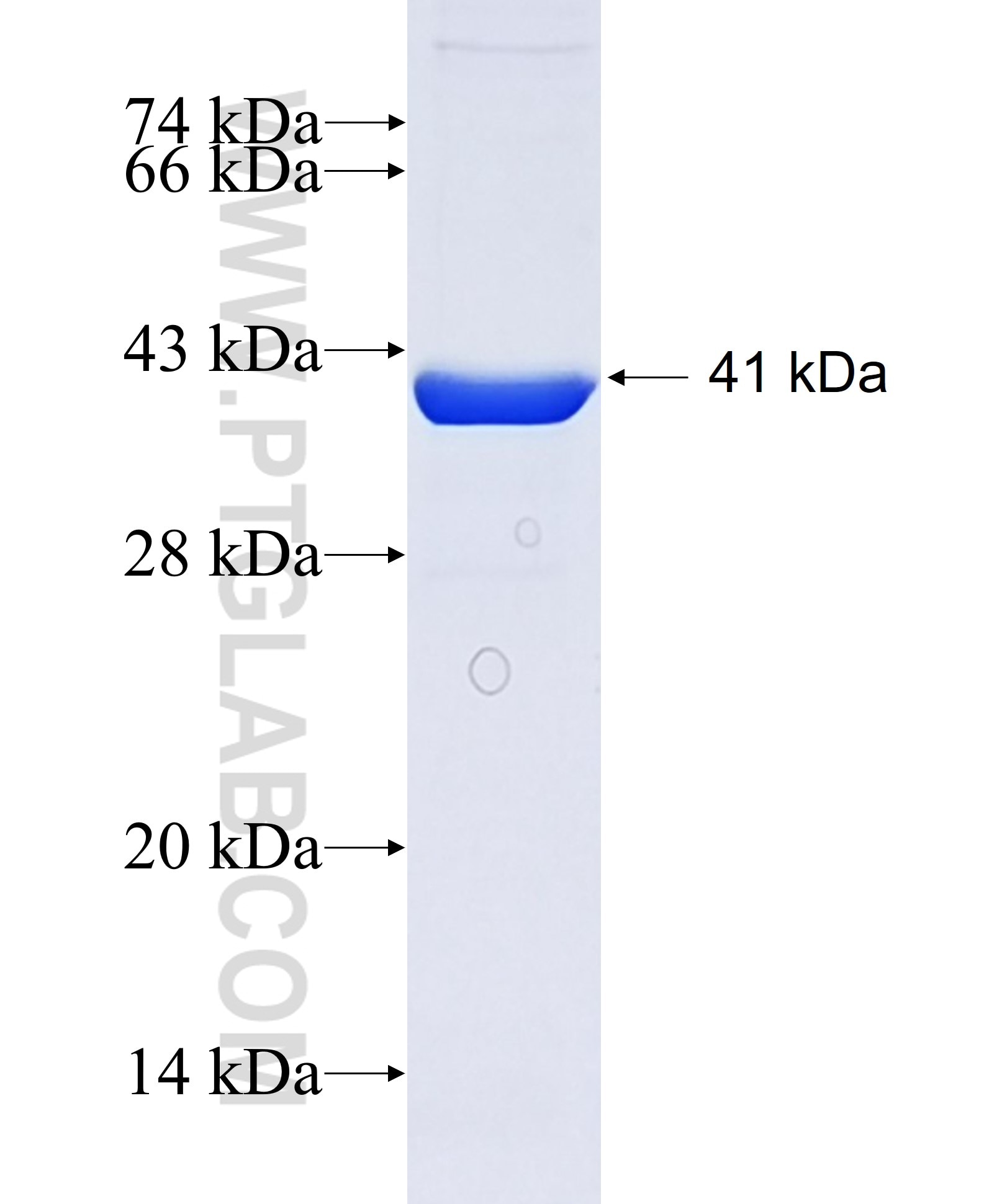 MAOB fusion protein Ag17918 SDS-PAGE