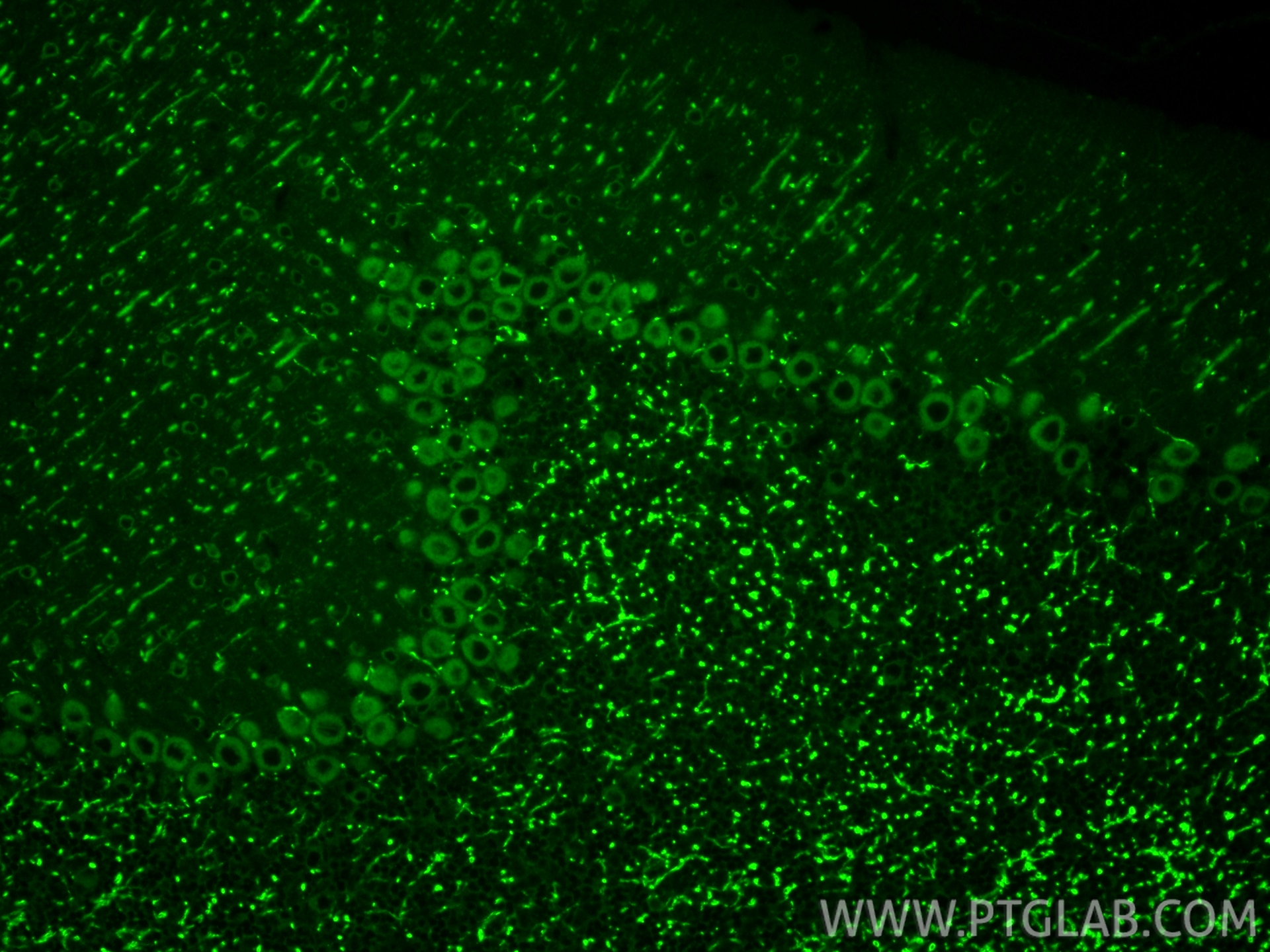 IF Staining of mouse cerebellum using 55062-1-AP (same clone as 55062-1-PBS) Immunofluorescence (IF) / fluorescent staining of mouse cerebellum tissue using MAP1A Polyclonal antibody (55062-1-AP)