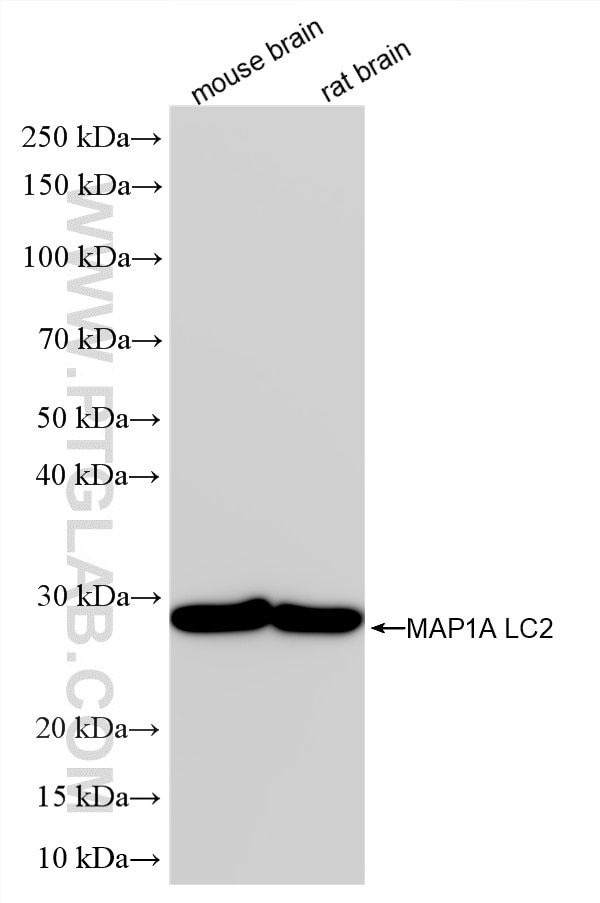 WB analysis using 87623-1-RR (same clone as 87623-1-PBS) Western Blot (WB) analysis of various lysates using MAP1A Recombinant monoclonal antibody (87623-1-RR)