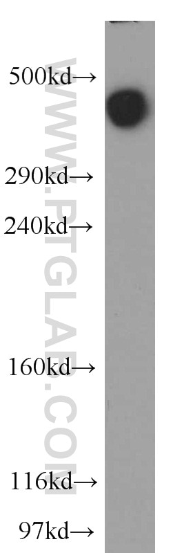 WB analysis of mouse cerebellum using 21633-1-AP