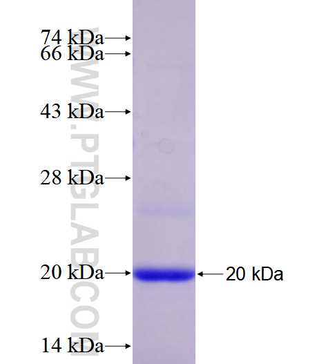 MAP1LC3A,LC3 fusion protein Ag17959 SDS-PAGE