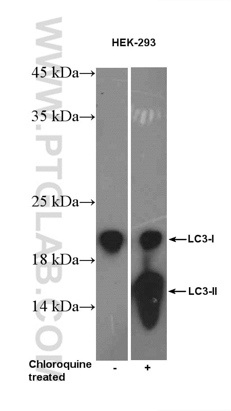 Western Blot (WB) analysis of HEK-293 cells using LC3 Polyclonal antibody (12135-1-AP)