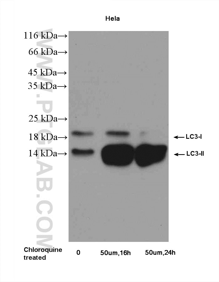 Western Blot (WB) analysis of HeLa cells using LC3 Polyclonal antibody (12135-1-AP)