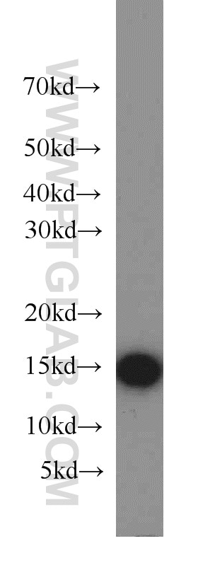 LC3 Polyclonal antibody