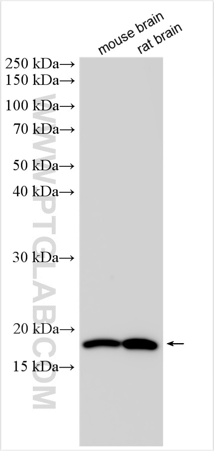 Western Blot (WB) analysis of various lysates using LC3A-Specific Polyclonal antibody (18722-1-AP)