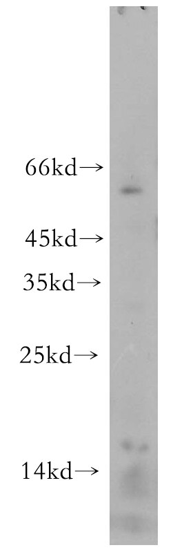 LC3A-Specific