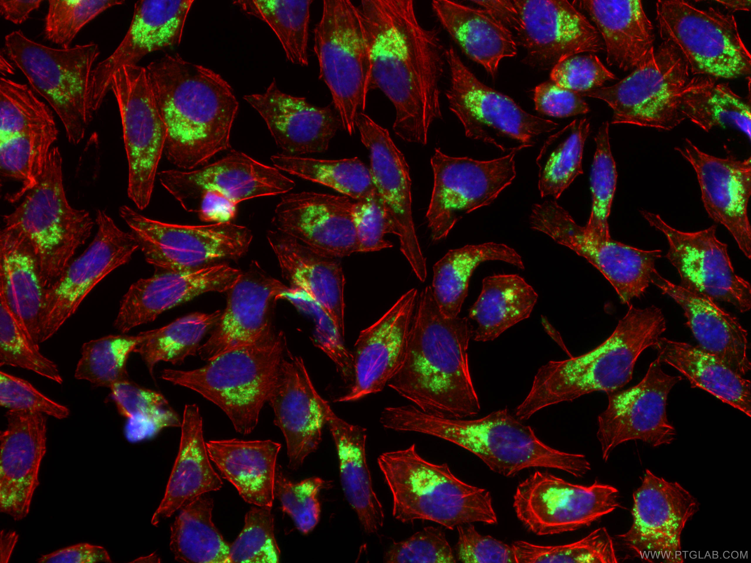 Immunofluorescence (IF) / fluorescent staining of HepG2 cells using LC3 Polyclonal antibody (14600-1-AP)