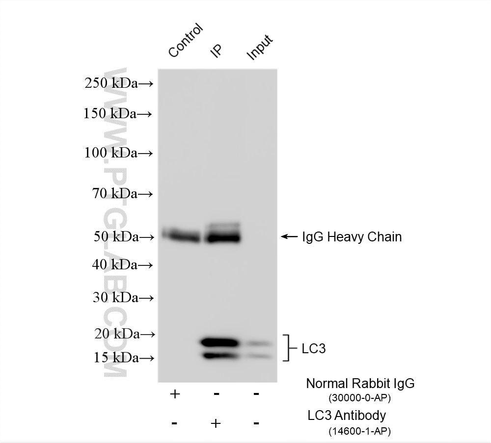 IP experiment of HeLa using 14600-1-AP Immunoprecipitation (IP) experiment of HeLa cells using LC3 Polyclonal antibody (14600-1-AP)