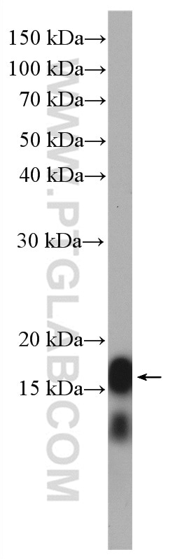 Western Blot (WB) analysis of HSC-T6 cells using LC3 Polyclonal antibody (14600-1-AP)