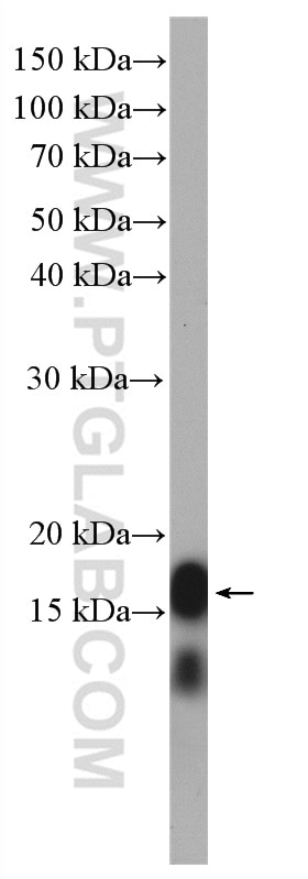 WB analysis of HSC-T6 using 14600-1-AP