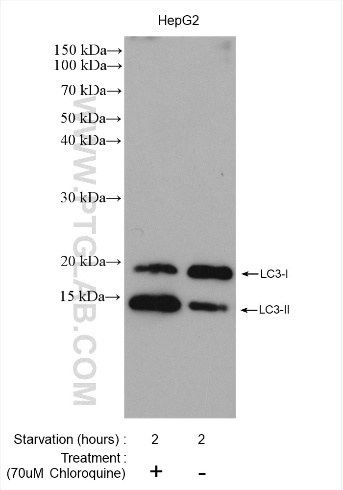 Western Blot (WB) analysis of various lysates using LC3 Polyclonal antibody (14600-1-AP)