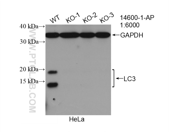 Western Blot (WB) analysis of HeLa cells using LC3 Polyclonal antibody (14600-1-AP)