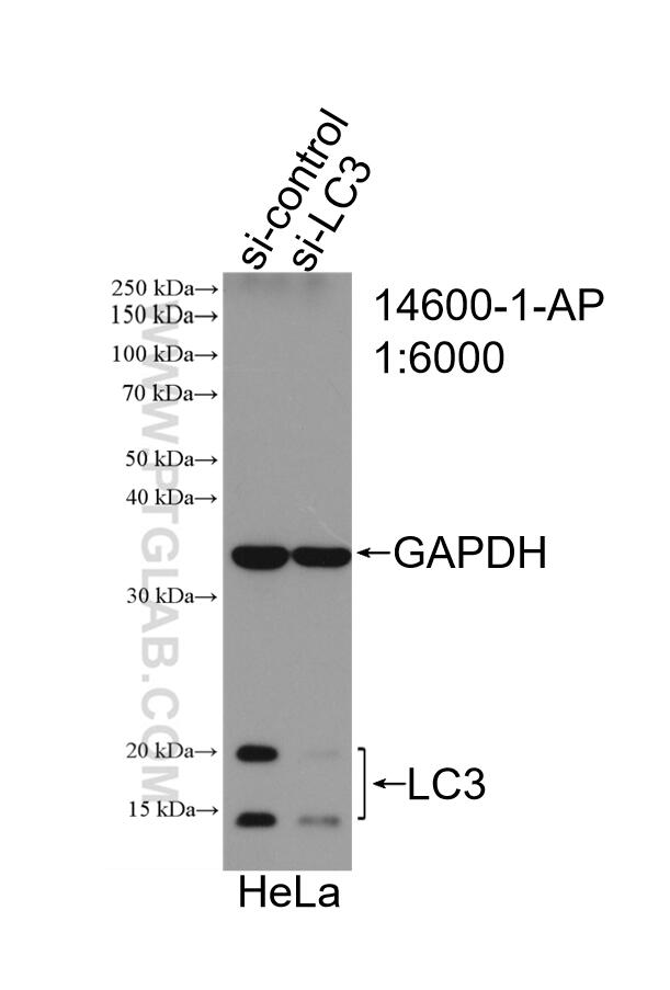 Western Blot (WB) analysis of HeLa cells using LC3 Polyclonal antibody (14600-1-AP)