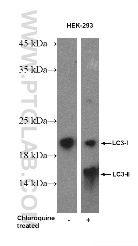 Western Blot (WB) analysis of HEK-293 cells using LC3 Polyclonal antibody (14600-1-AP)