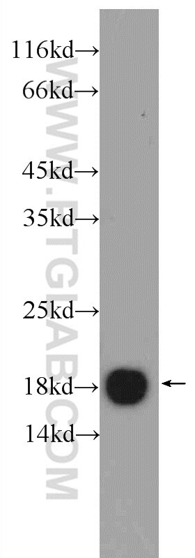 Western Blot (WB) analysis of rat brain tissue using LC3 Polyclonal antibody (14600-1-AP)