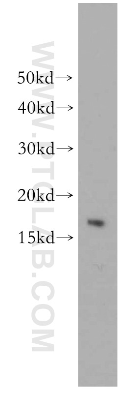 Western Blot (WB) analysis of mouse testis tissue using LC3 Polyclonal antibody (14600-1-AP)