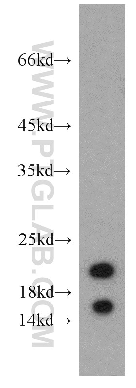 Western Blot (WB) analysis of mouse lung tissue using LC3 Polyclonal antibody (14600-1-AP)