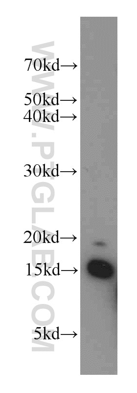 Western Blot (WB) analysis of NIH/3T3 cells using LC3 Polyclonal antibody (14600-1-AP)