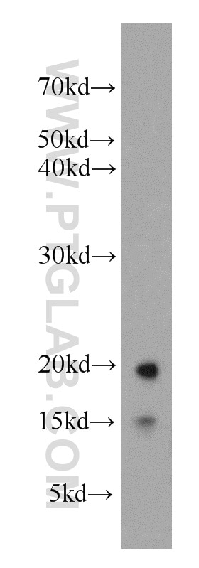 Western Blot (WB) analysis of mouse heart tissue using LC3 Polyclonal antibody (14600-1-AP)