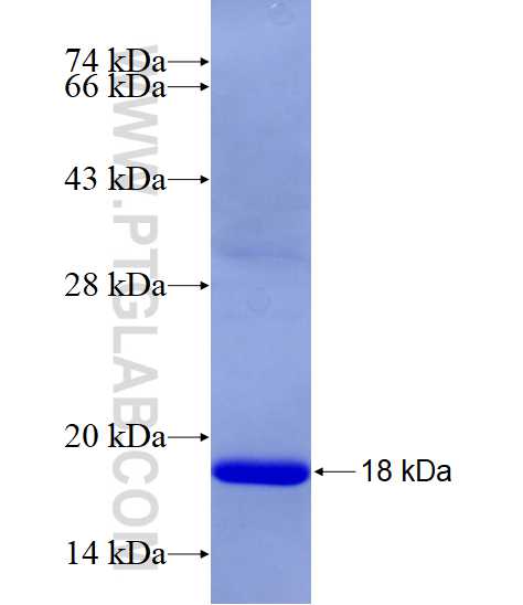 LC3 fusion protein Ag6470 SDS-PAGE