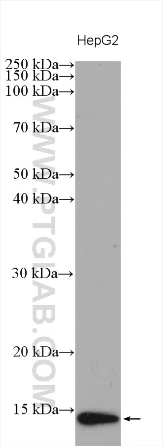 WB analysis using 18725-1-AP