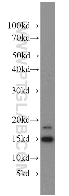 Western Blot (WB) analysis of human brain tissue using LC3B-Specific Polyclonal antibody (18725-1-AP)