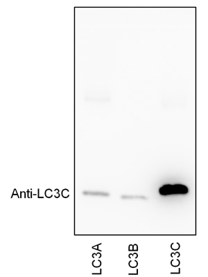 Western Blot (WB) analysis of Recombinant protein using LC3C-Specific Polyclonal antibody (18726-1-AP)