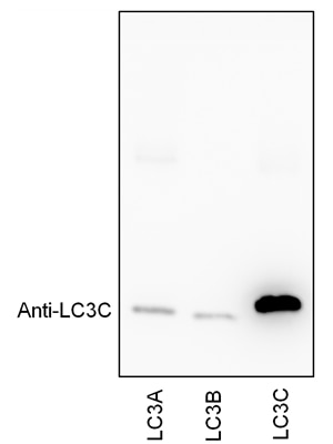 WB analysis of Recombinant protein using 18726-1-AP