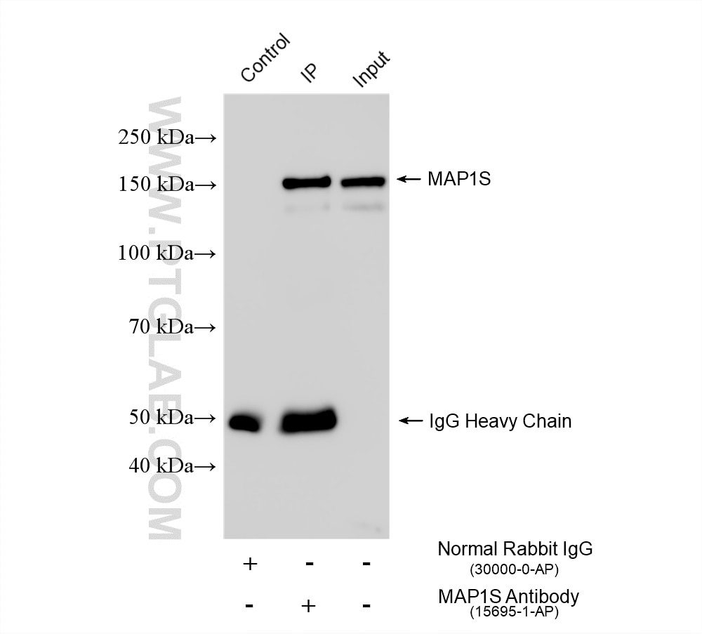 Immunoprecipitation (IP) experiment of AC16 cells using MAP1S Polyclonal antibody (15695-1-AP)