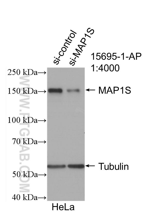 Western Blot (WB) analysis of HeLa cells using MAP1S Polyclonal antibody (15695-1-AP)