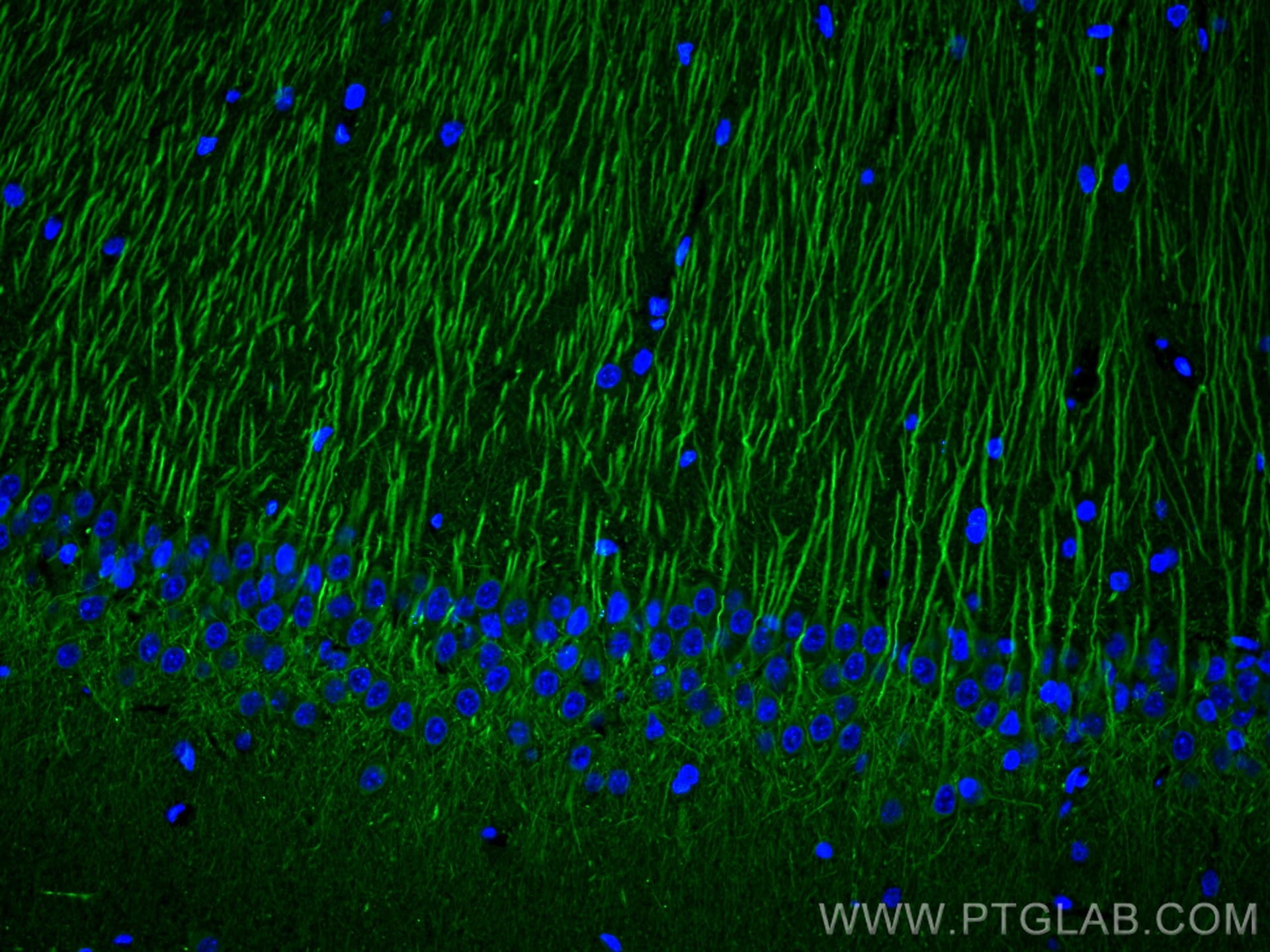 IF Staining of rat brain using 67015-1-Ig