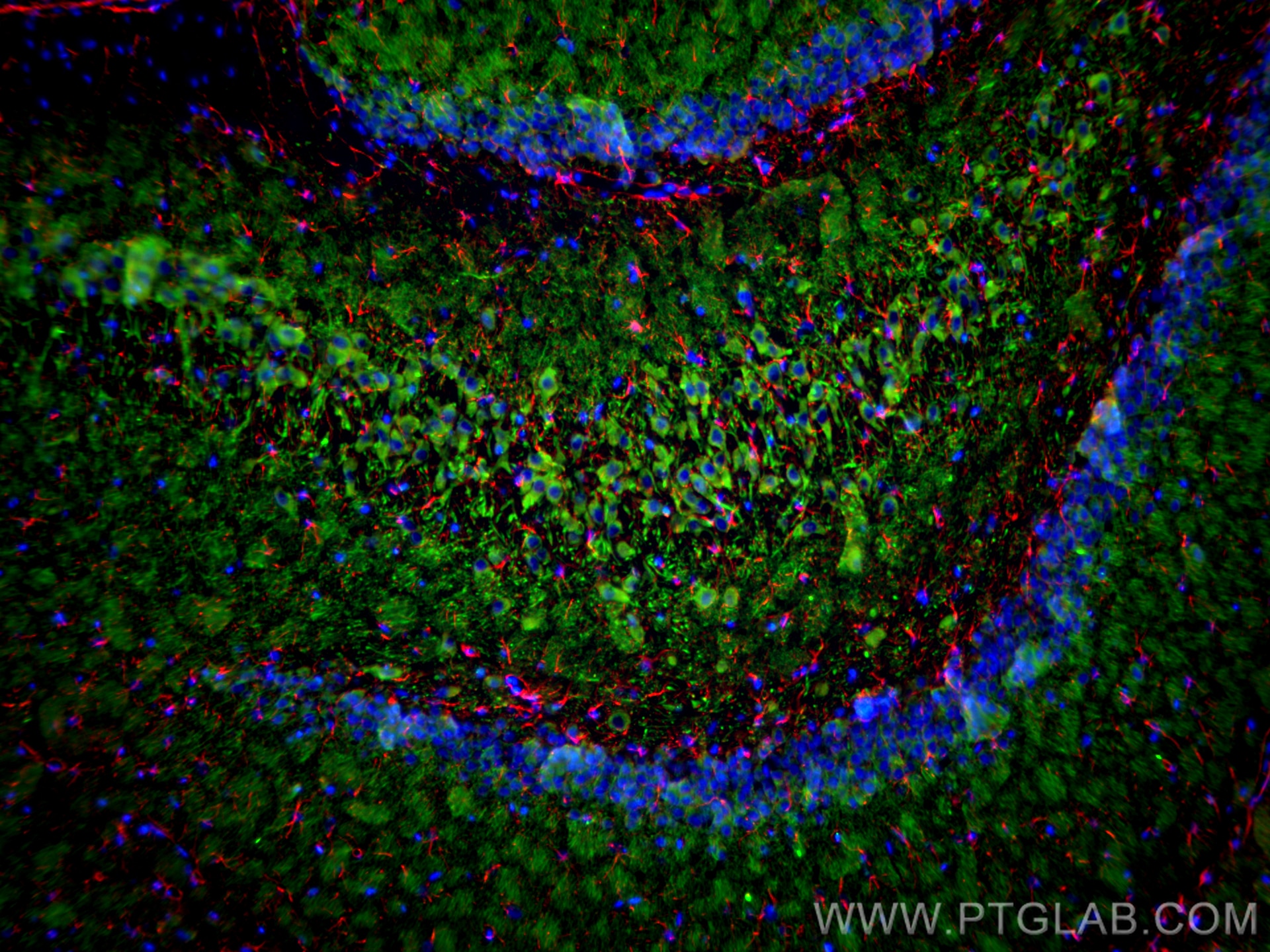 Immunofluorescence (IF) / fluorescent staining of rat brain tissue using MAP2 Monoclonal antibody (67015-1-Ig)
