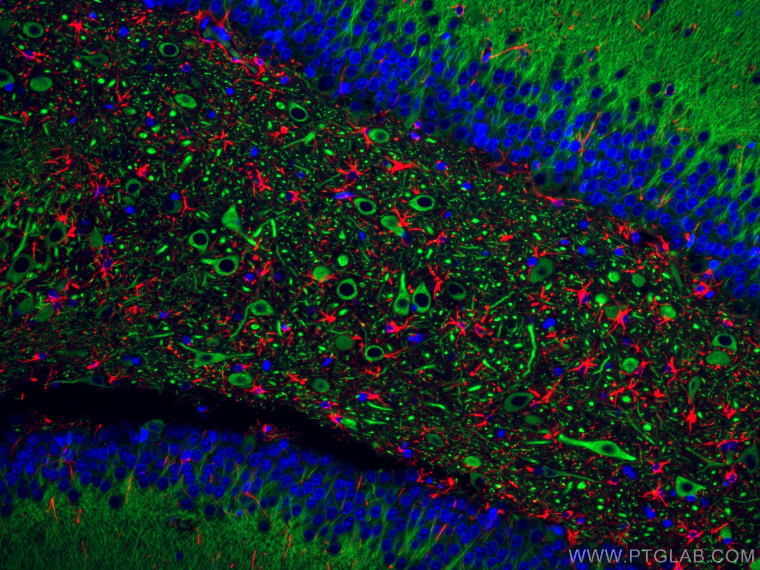 Immunofluorescence (IF) staining of rat brain using CoraLite®488-conjugated MAP2 Polyclonal antibody (CL488-17490)