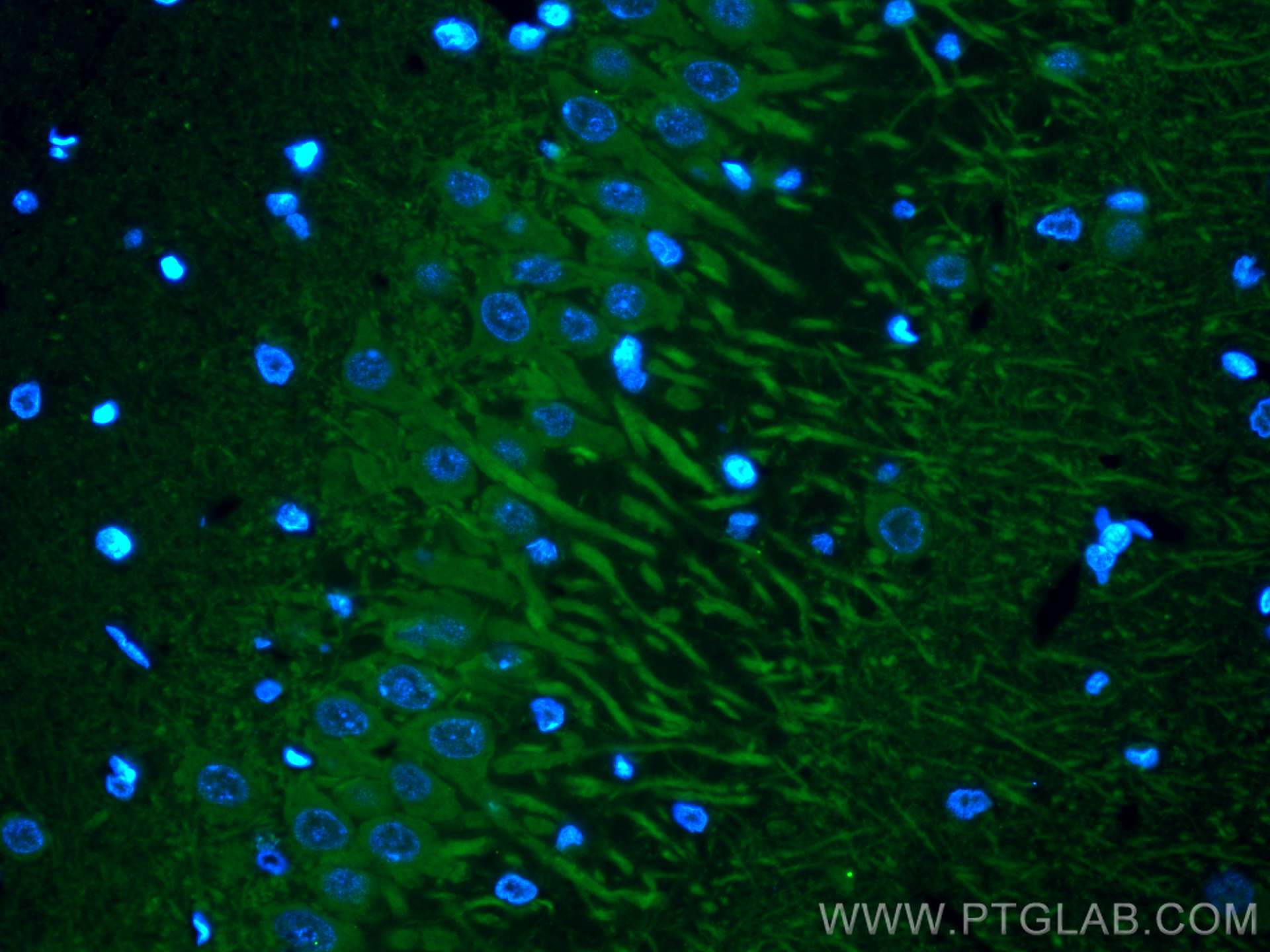 Immunofluorescence (IF) / fluorescent staining of rat brain tissue using CoraLite® Plus 488-conjugated MAP2 Monoclonal anti (CL488-67015)