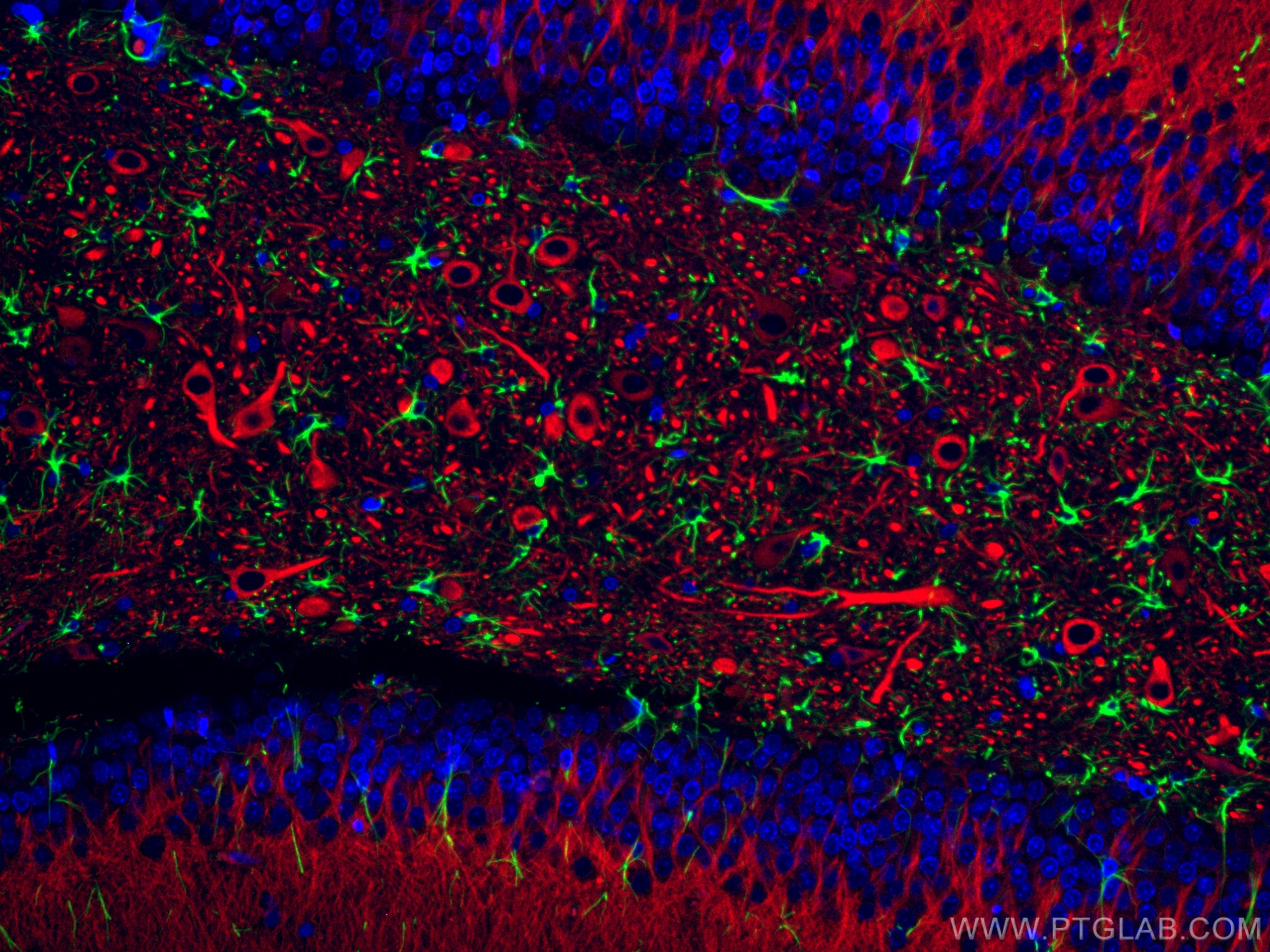 Immunofluorescence (IF) / fluorescent staining of rat brain tissue using CoraLite®594-conjugated MAP2 Polyclonal antibody (CL594-17490)