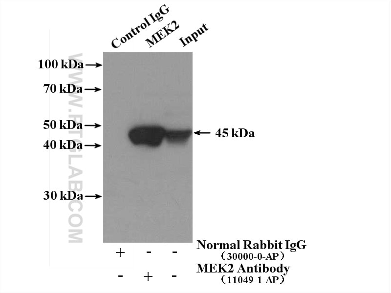 Immunoprecipitation (IP) experiment of HL-60 cells using MEK1/2 Polyclonal antibody (11049-1-AP)