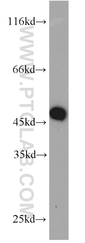 Western Blot (WB) analysis of HL-60 cells using MEK1/2 Polyclonal antibody (11049-1-AP)