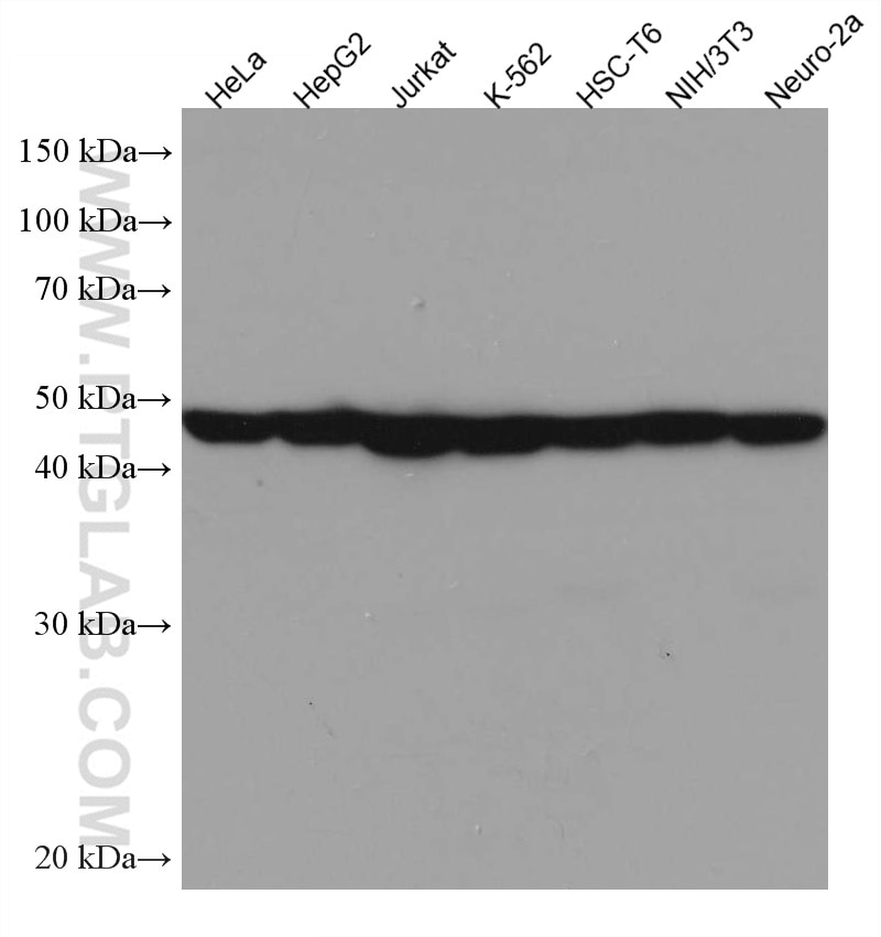 Western Blot (WB) analysis of various lysates using MEK2 Monoclonal antibody (67410-1-Ig)