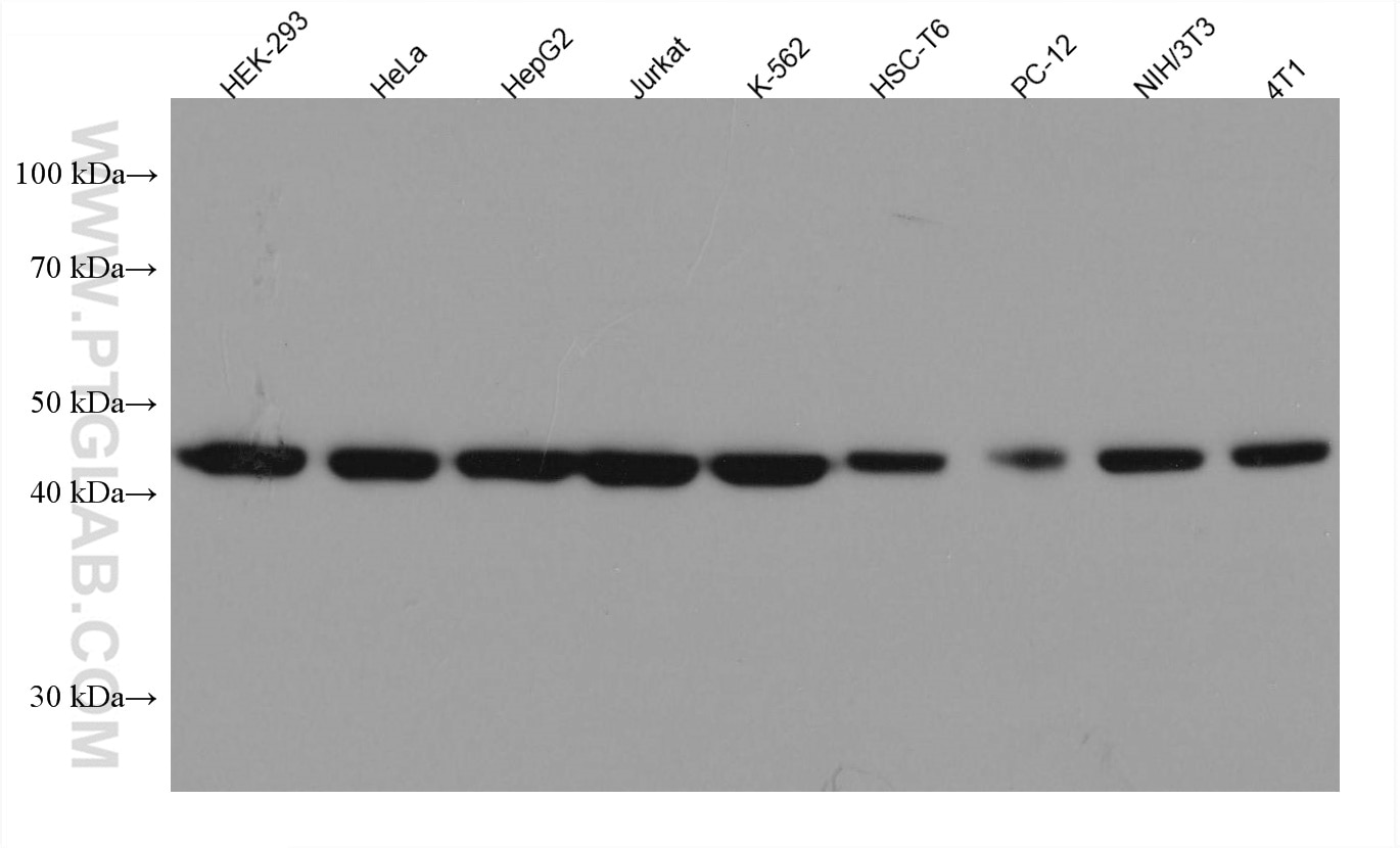 Western Blot (WB) analysis of various lysates using MEK2 Monoclonal antibody (67410-1-Ig)