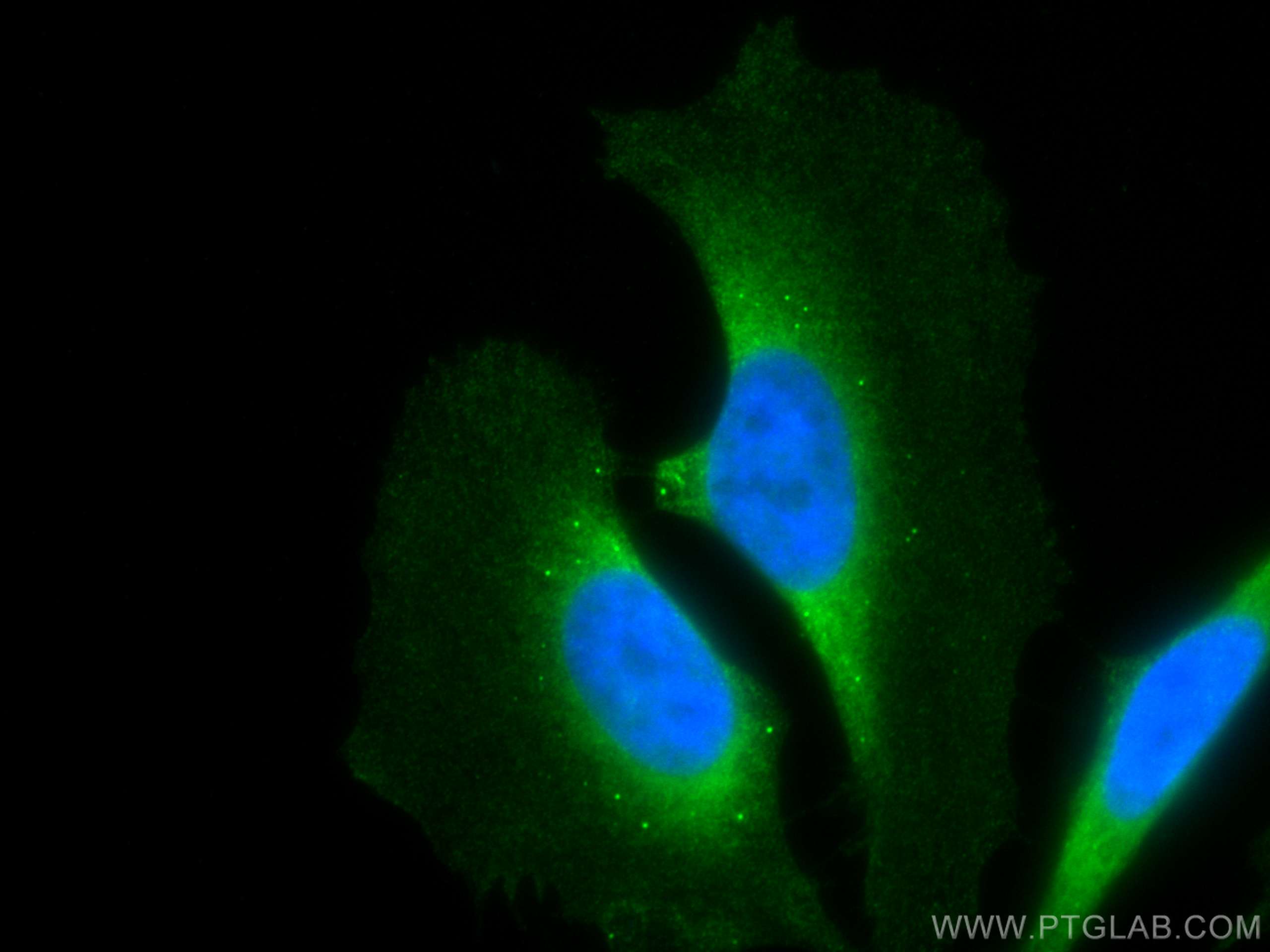 IF Staining of HeLa using CL488-67410