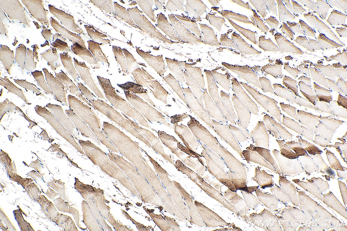 Immunohistochemistry (IHC) staining of rat skeletal muscle tissue using MEK3 Polyclonal antibody (13898-1-AP)