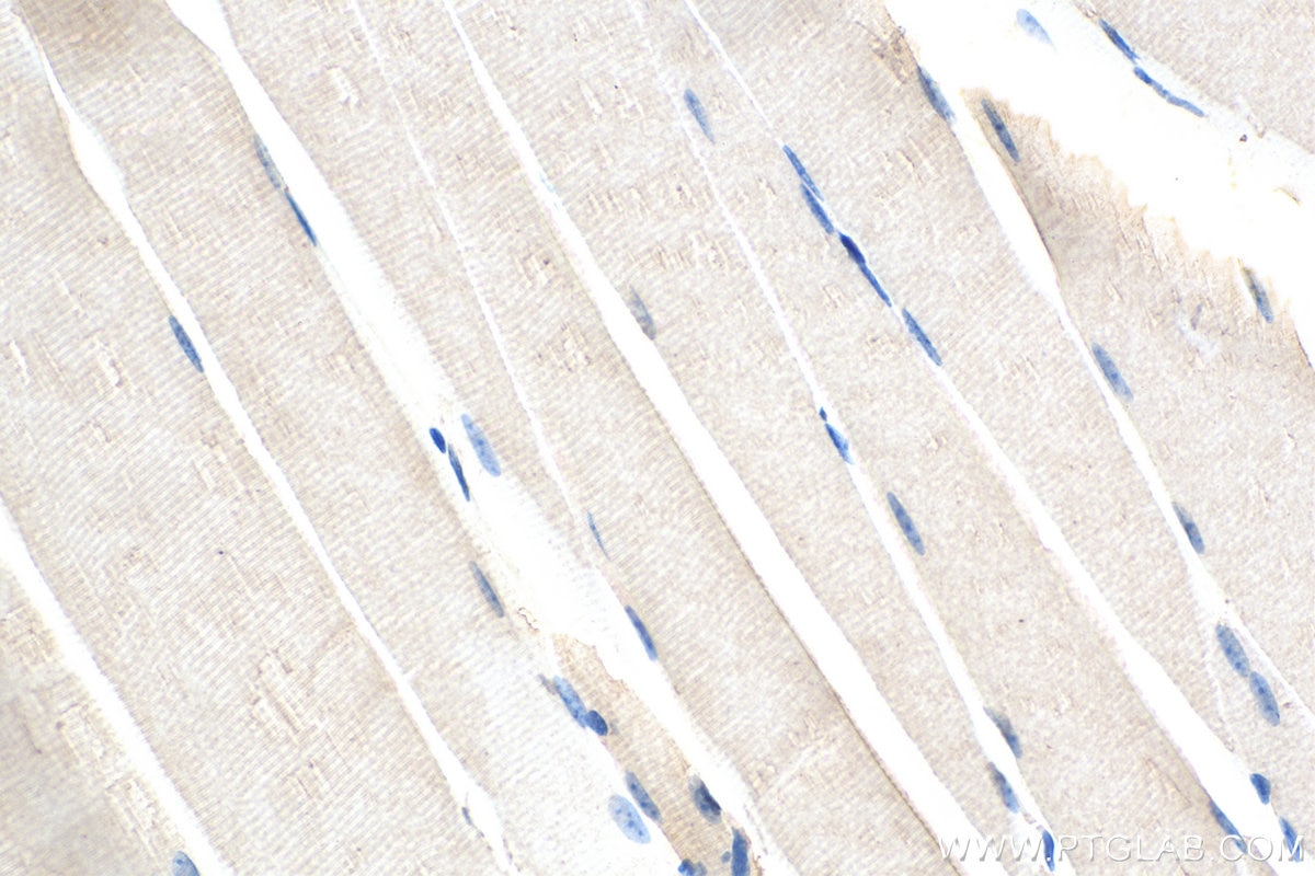 Immunohistochemistry (IHC) staining of mouse skeletal muscle tissue using MEK3 Polyclonal antibody (13898-1-AP)