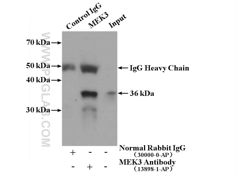 Immunoprecipitation (IP) experiment of HeLa cells using MEK3 Polyclonal antibody (13898-1-AP)