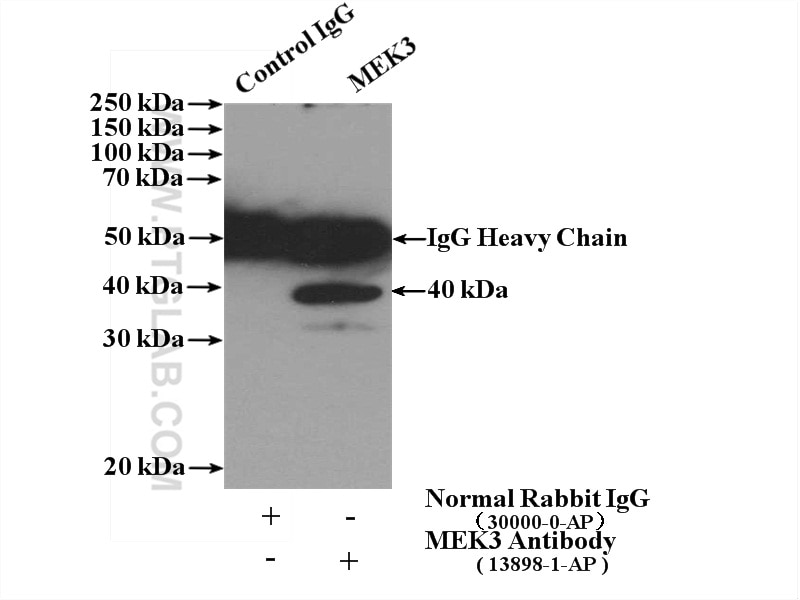 Immunoprecipitation (IP) experiment of HeLa cells using MEK3 Polyclonal antibody (13898-1-AP)